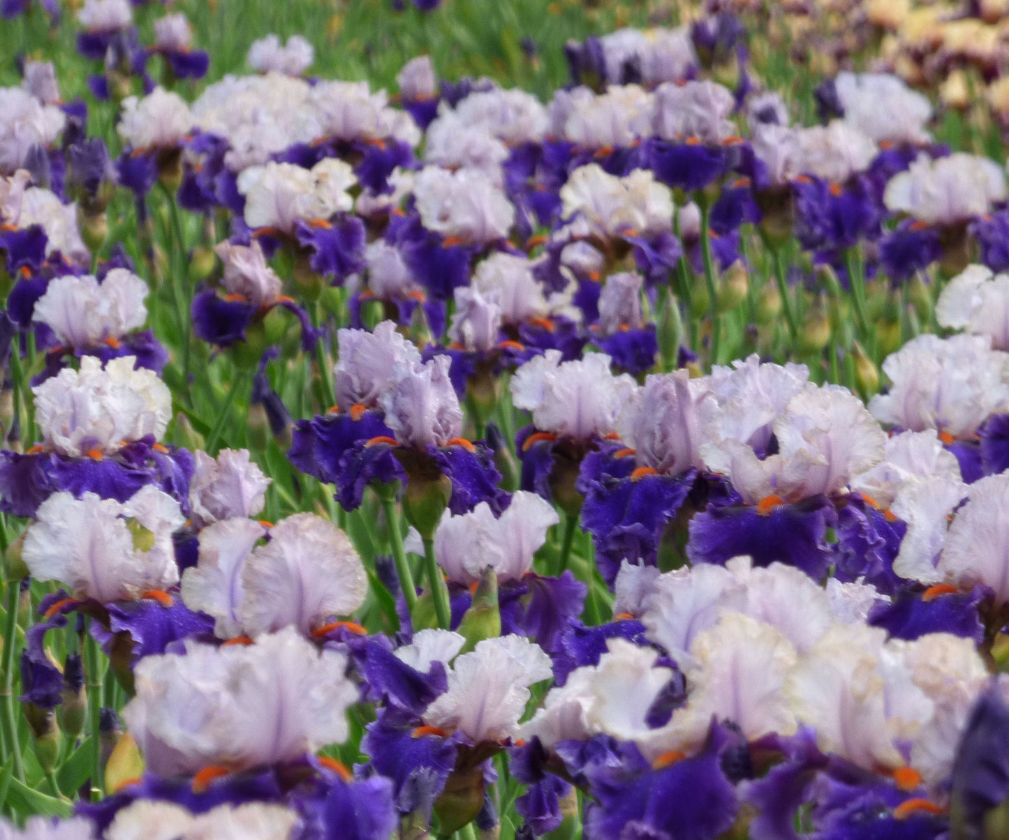 Fresh Garden Living You Grow Girl fragrant bearded iris plant in a quart container, showcasing vibrant purple flowers and lush green foliage.