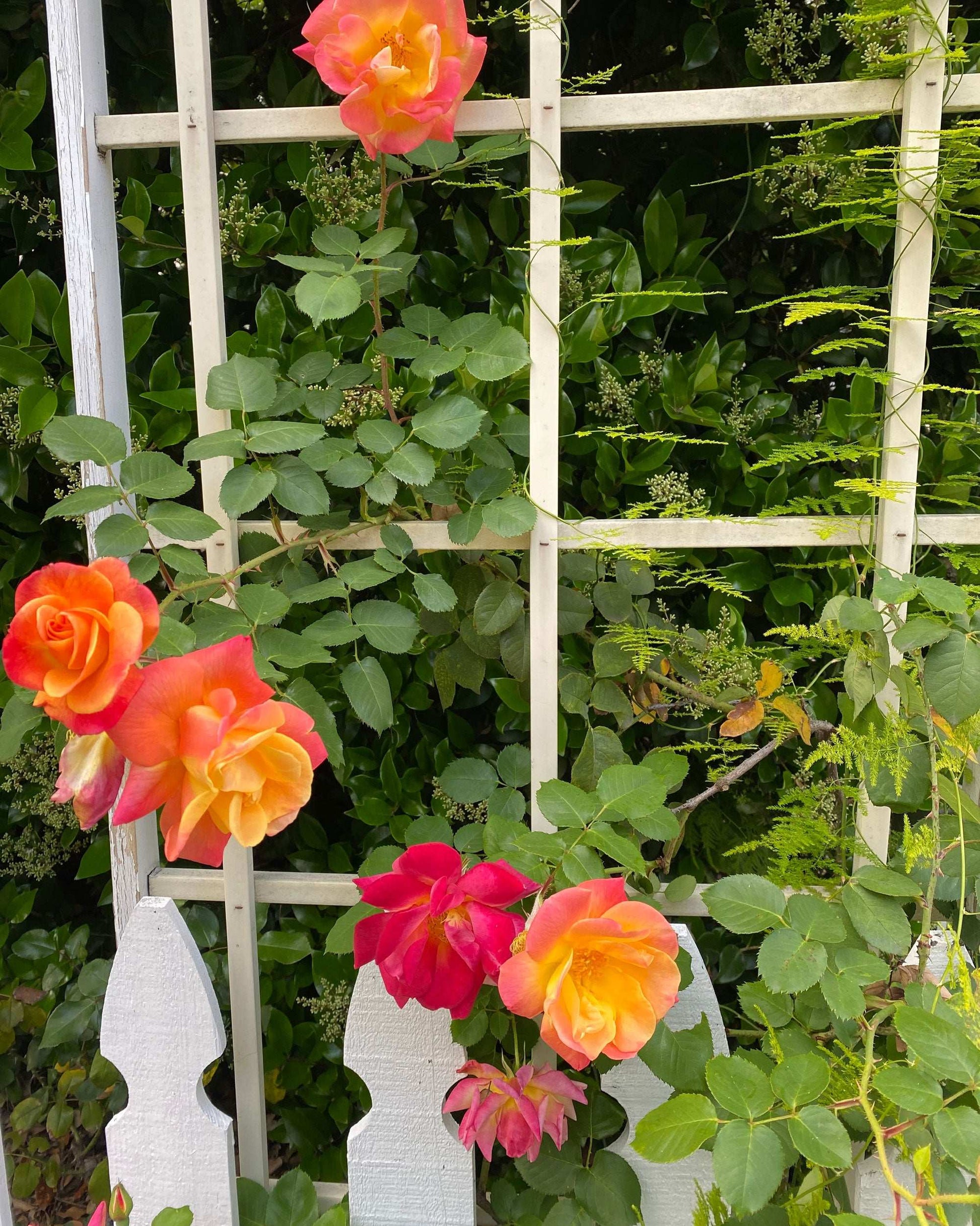 Joseph's Coat climbing rose plant in a 1.5-gallon pot, featuring vibrant multi-colored blooms and lush green foliage.
