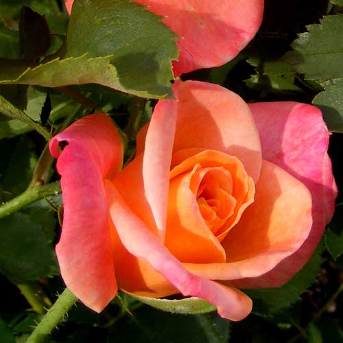 Joseph's Coat climbing rose plant in 1.5-gallon pot by Fresh Garden Living, featuring vibrant multi-colored blooms and lush green foliage.