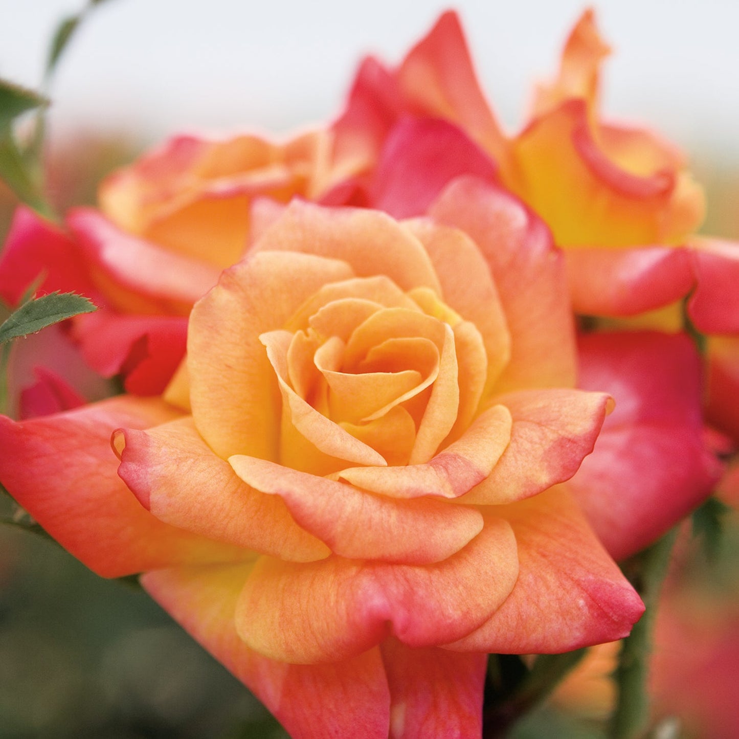 Joseph's Coat climbing rose plant in a 1.5-gallon pot from Fresh Garden Living, showcasing vibrant multicolored blooms and lush foliage.