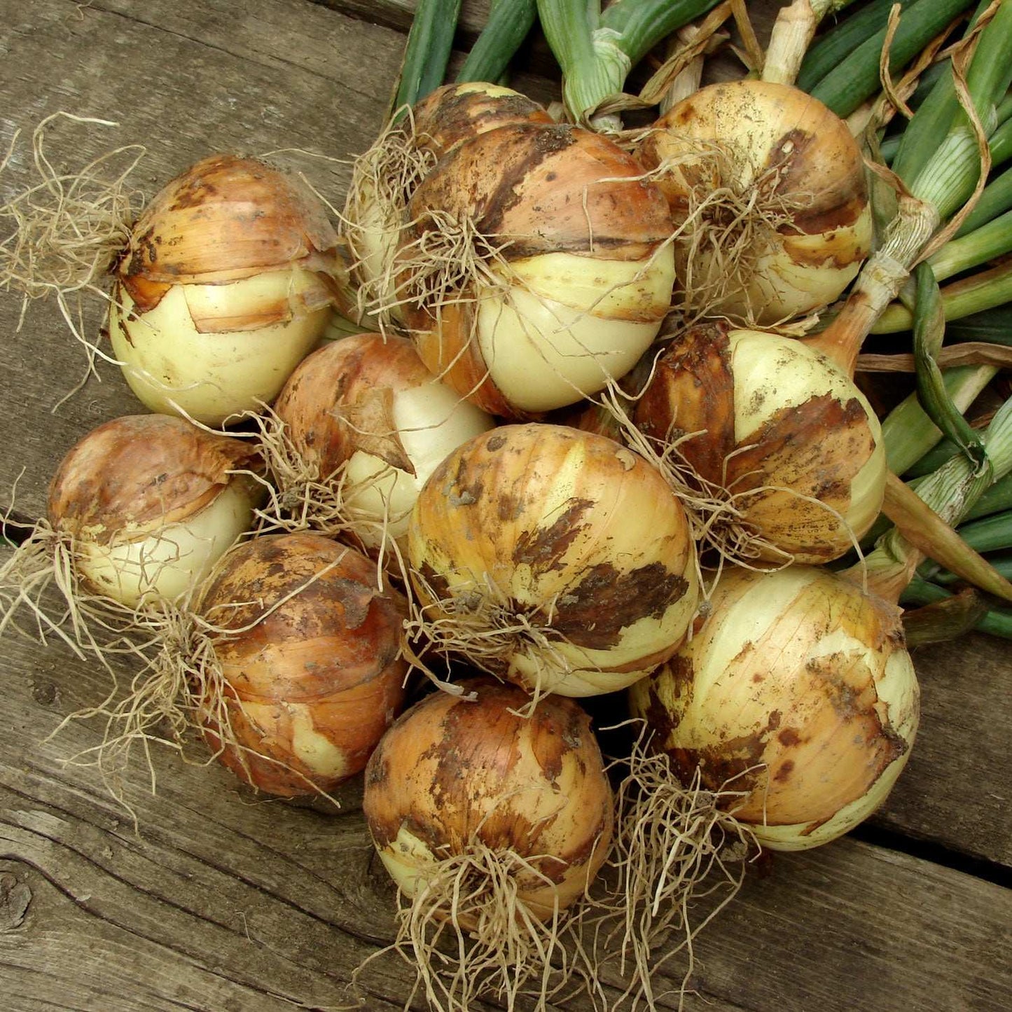 Bulk yellow onion sets by Fresh Garden Living, non-GMO Stuttgarter variety, showing 400+ onion bulbs in a 4-pound bag.