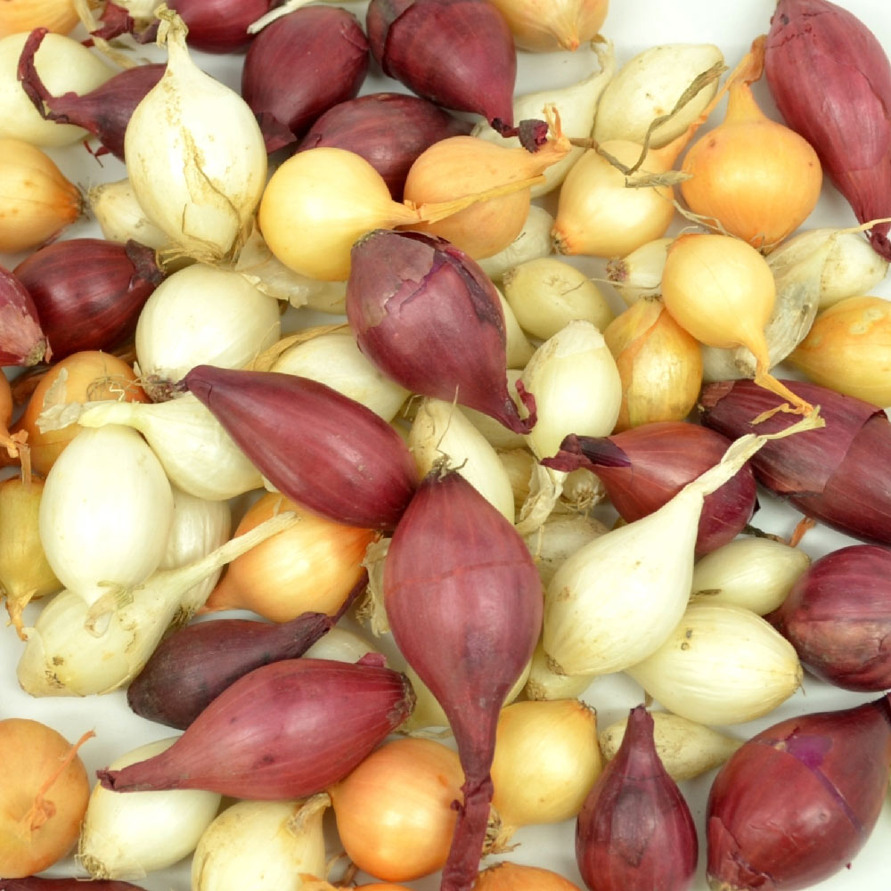 Mixed red, white, and yellow onion sets from Fresh Garden Living, 1 lb non-GMO onion set for planting or cooking.
