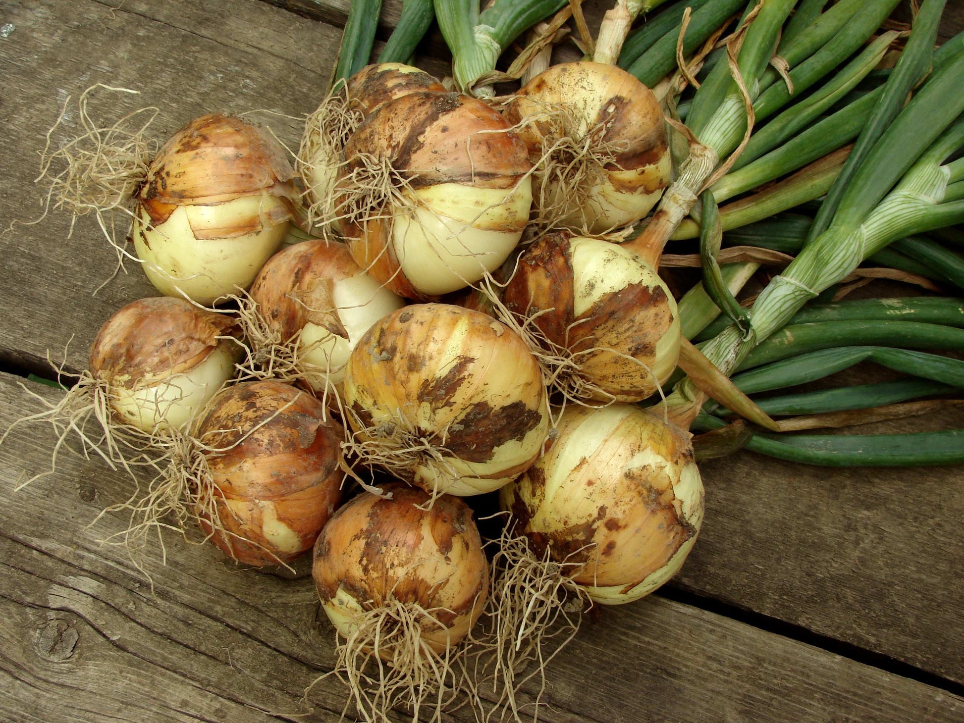Mixed red and yellow onion sets from Fresh Garden Living, non-GMO onion bulbs in a 1 lb. pack, fresh and ready for planting or cooking.