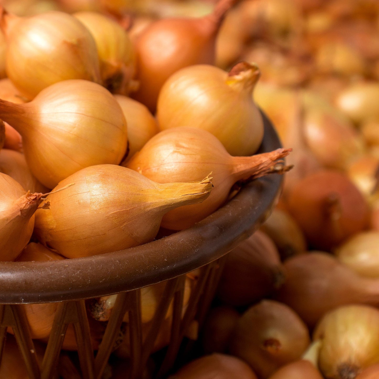 Mixed white and yellow onion sets by Fresh Garden Living, 1 lb non-GMO onion set for planting or cooking.