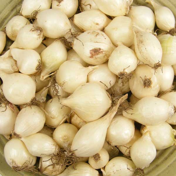 Mixed white and yellow onion sets from Fresh Garden Living, non-GMO onion bulb collection in a 1 lb package.