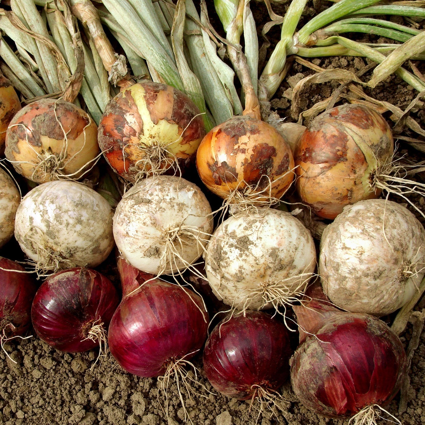 Mixed white and yellow onion sets from Fresh Garden Living, non-GMO onion bulbs in a 1 lb package for planting or cooking.