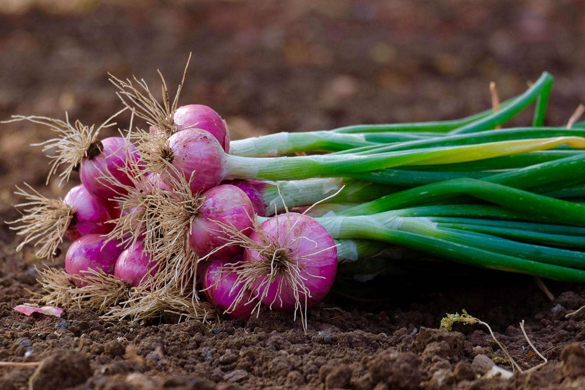 Mixed yellow and red onion sets from Fresh Garden Living with 50-60 bulbs, non-GMO, fresh and ready for planting.