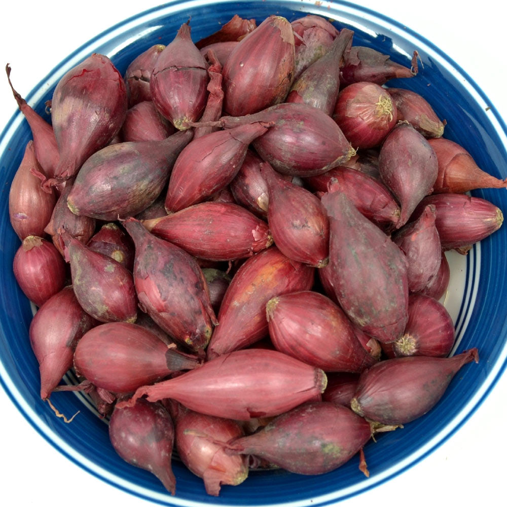 Red Onion Sets from Fresh Garden Living, 1 lb. non-GMO Red Baron variety with over 100 bulbs, ready for planting and harvest.