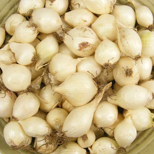 White Onion Sets 8 oz from Fresh Garden Living, non-GMO White Ebenezer variety, shown in a close-up image of fresh onion bulbs.