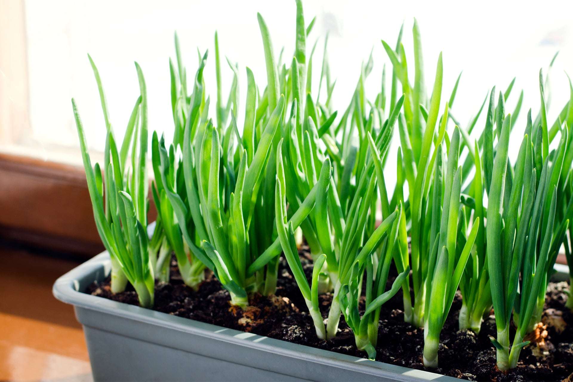 White Onion Sets 8 oz from Fresh Garden Living, Non-GMO White Ebenezer onion set with fresh, healthy onion bulbs for planting or cooking.