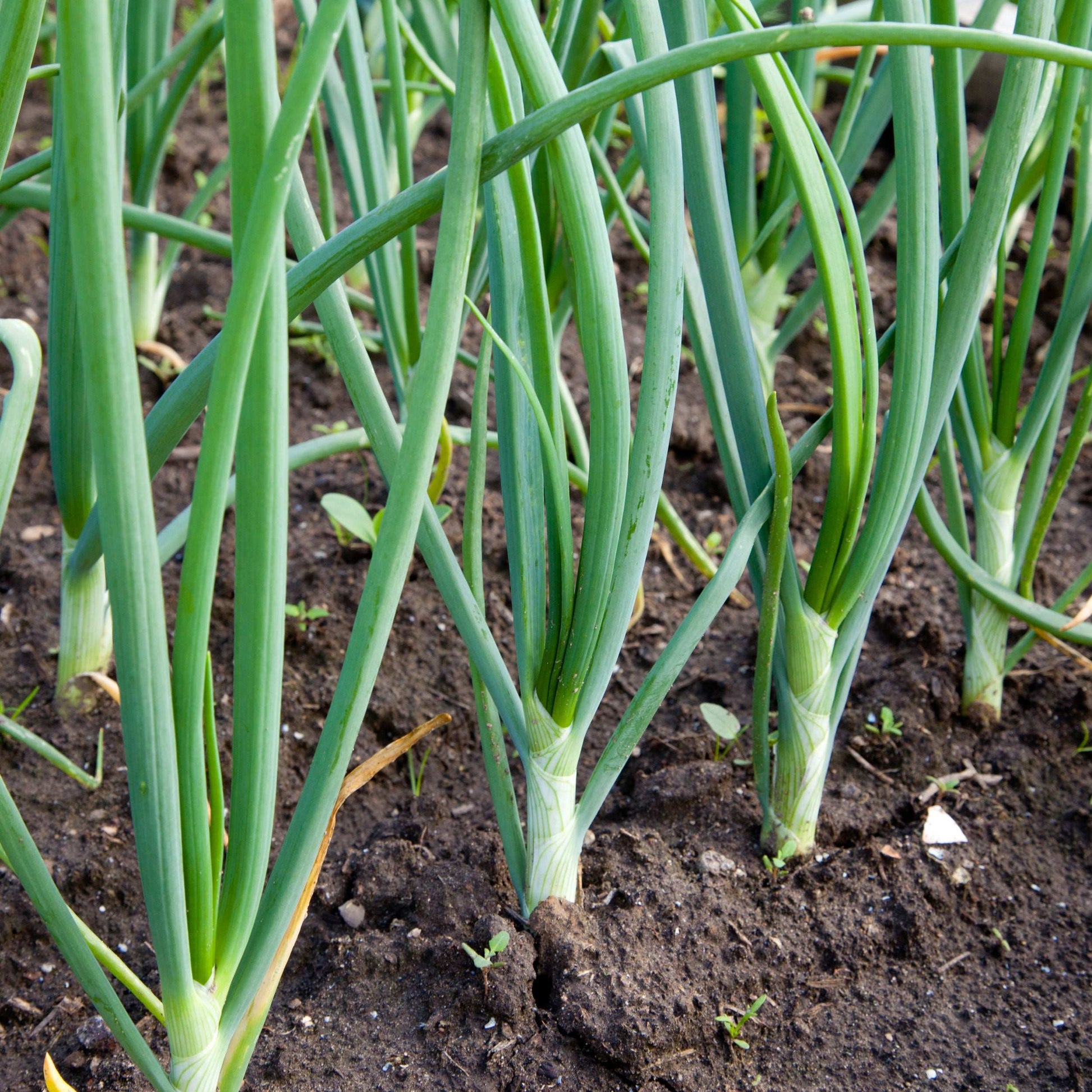 White Onion Sets 8 oz from Fresh Garden Living, non-GMO White Ebenezer onion variety, fresh and ready for planting or cooking.