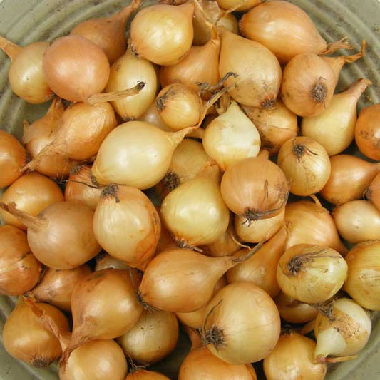 Yellow onion sets from Fresh Garden Living, 1 lb Non-GMO Stuttgarter variety, showing fresh onion bulbs in a white container.