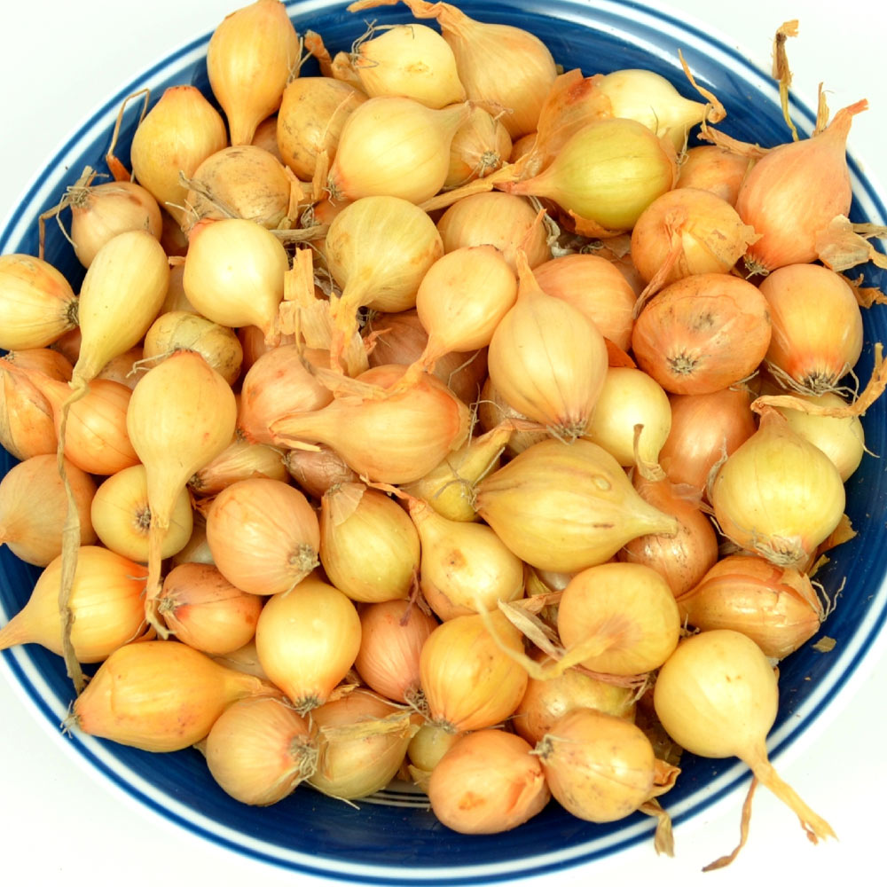 Yellow onion set from Fresh Garden Living, 1 lb non-GMO Stuttgarter variety, fresh and ready for planting or cooking.