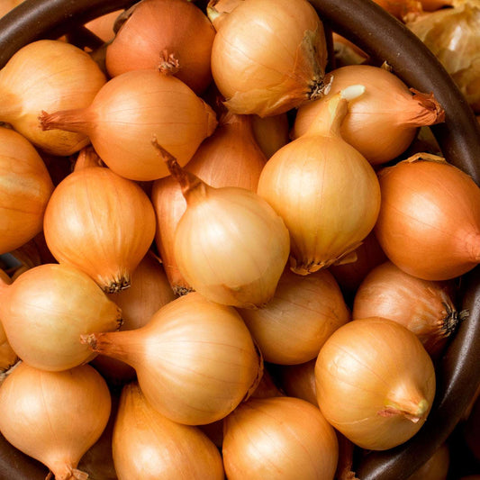 Yellow onion set from Fresh Garden Living, 8 oz. non-GMO Stuttgarter variety, shown in a clear container with fresh onion bulbs.