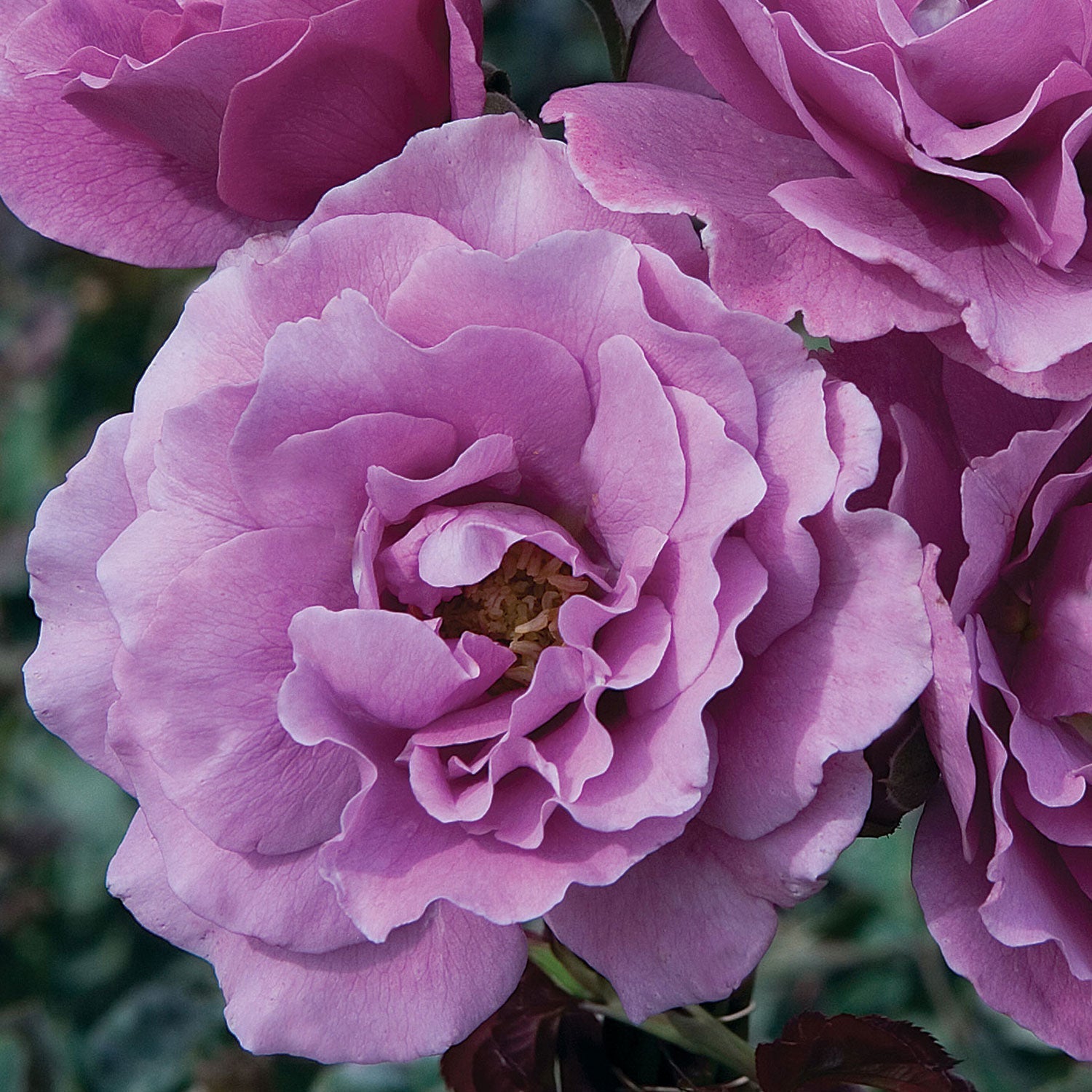 Angel Face Rose plant in a 1.5-gallon pot by Fresh Garden Living, showcasing vibrant pink blooms and lush green foliage.