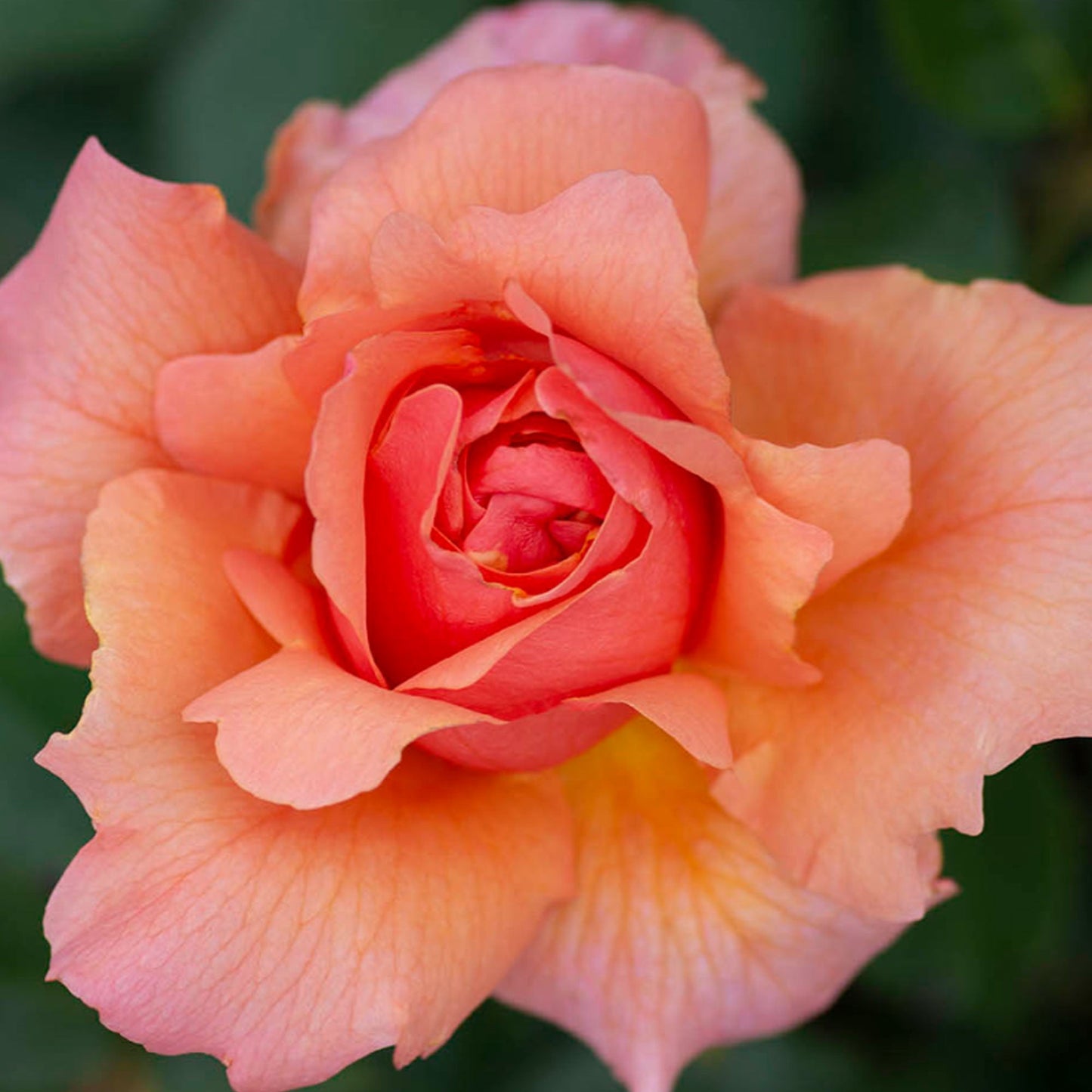 Apricot Candy Rose plant in a 1.5-gallon container from Fresh Garden Living, showcasing vibrant apricot-colored rose blooms.