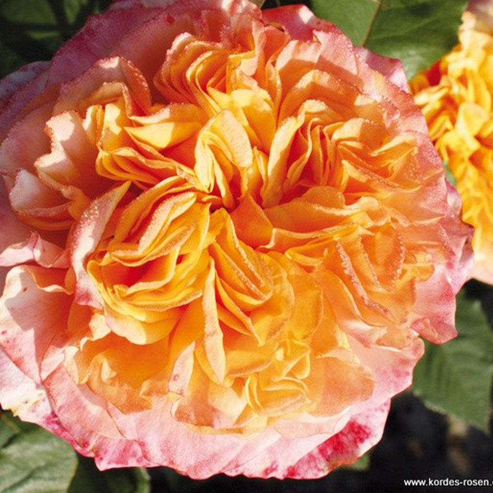 Fresh Garden Living Crazy Love Rose plant in a 1.5-gallon container, showcasing vibrant blossoms and lush green foliage.