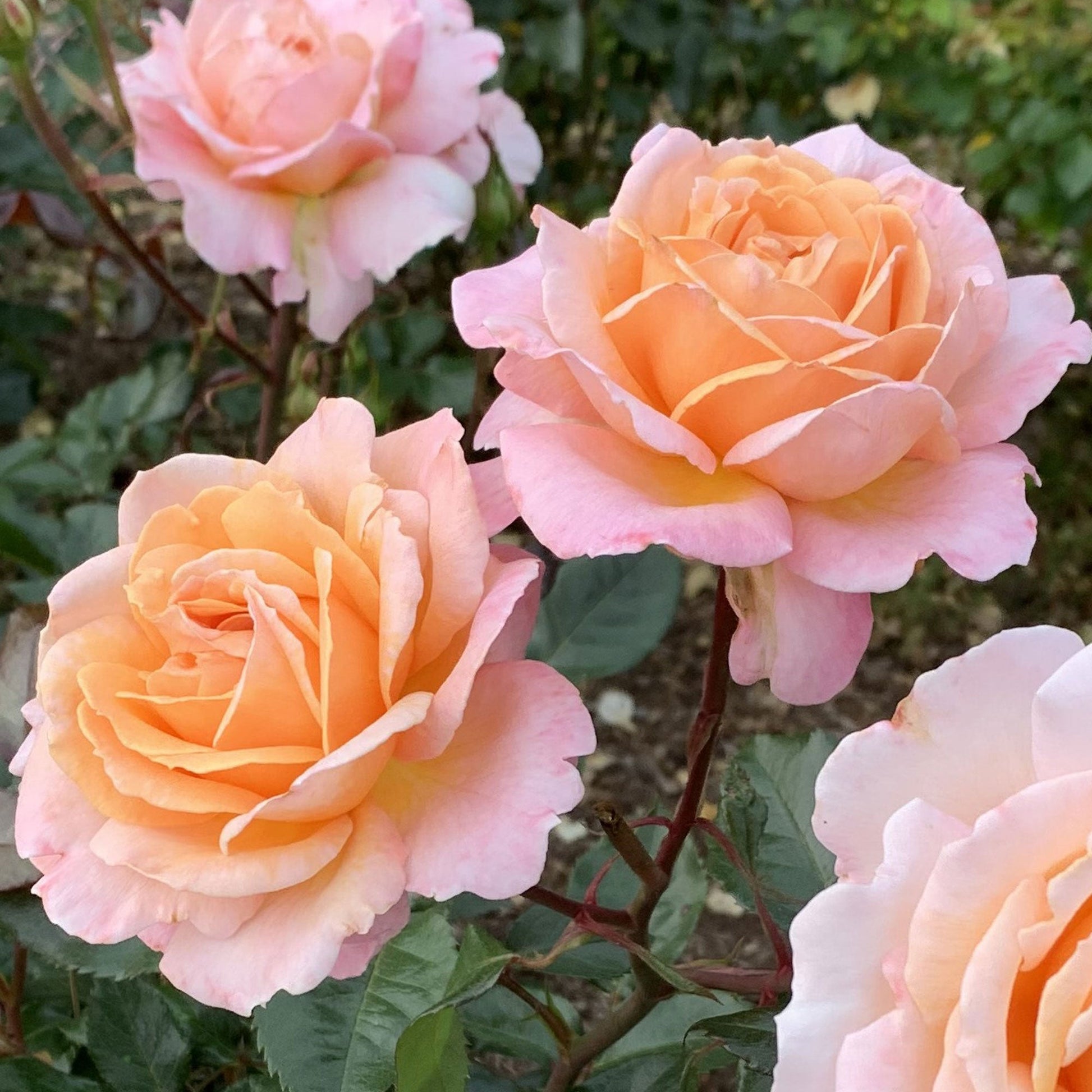 Fresh Garden Living Parfuma Sunrise Rose plant in a 1.5-gallon container, showcasing vibrant pink rose blooms and lush green foliage.