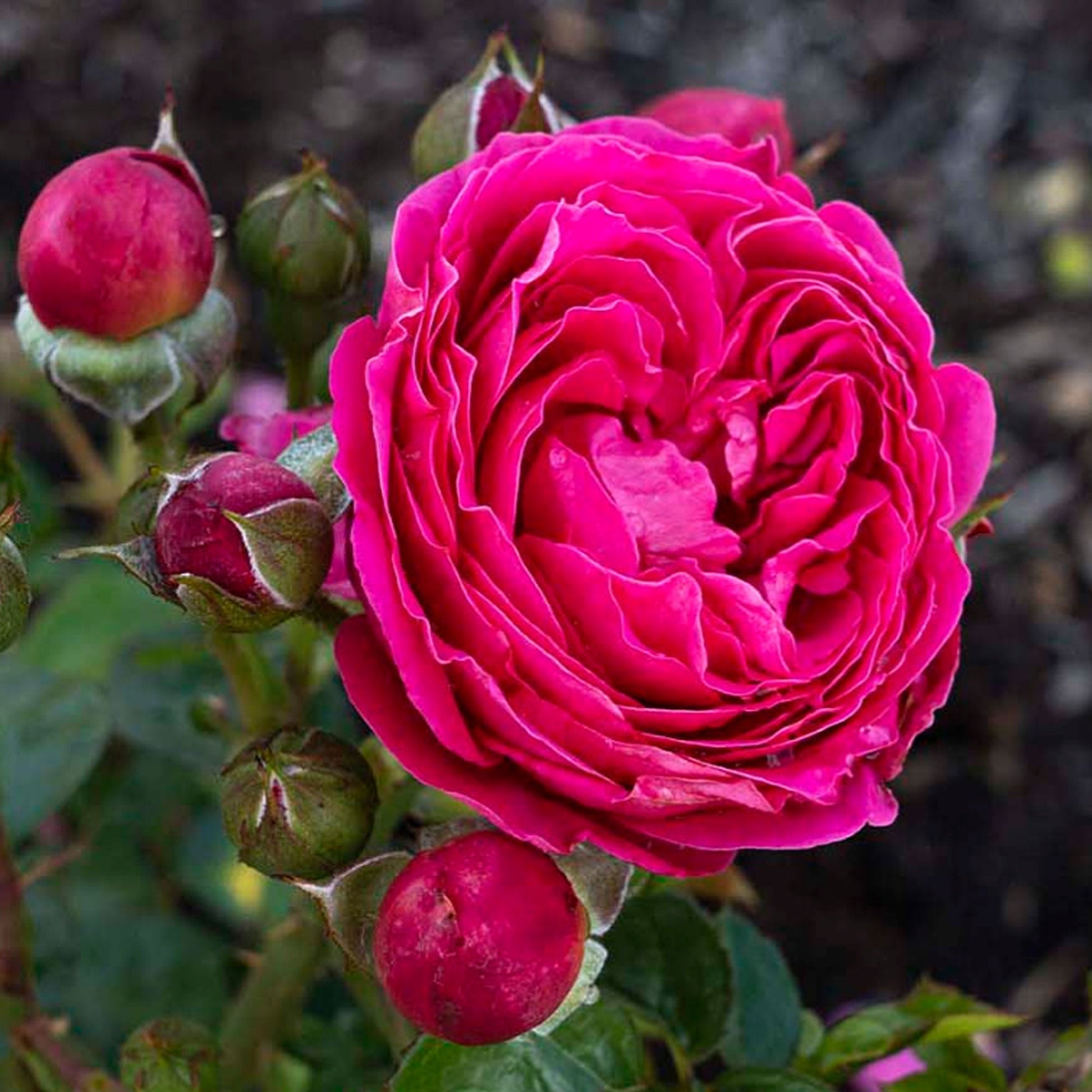 Pink PowerPuff Rose plant in a 1.5-gallon pot from Fresh Garden Living, showcasing vibrant blooms and lush foliage.