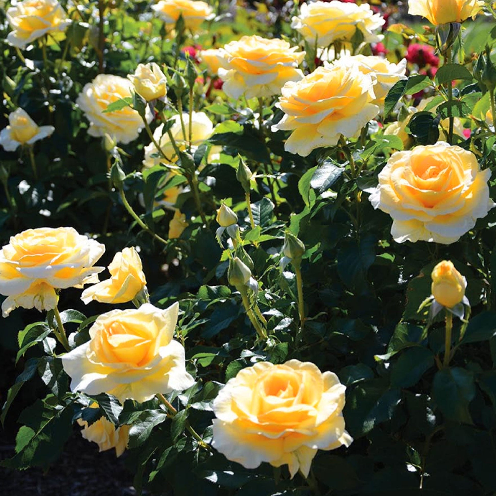 Fresh Garden Living Sunshine Daydream Rose plant in a 1.5-gallon container, vibrant pink blooms and healthy green foliage.