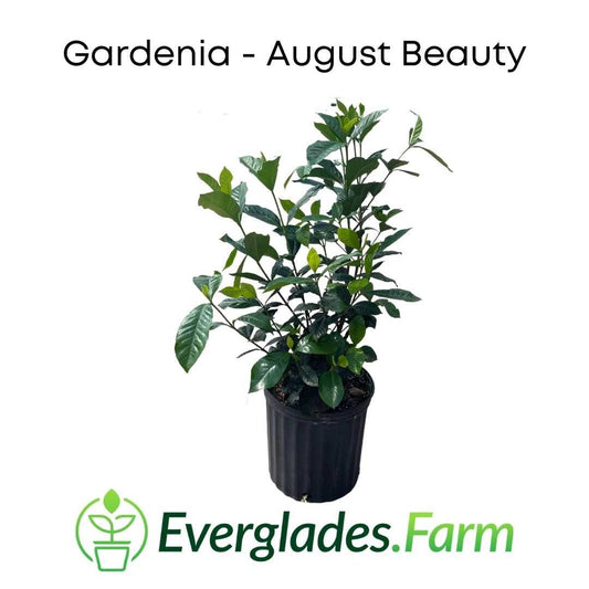 Everglades Farm August Beauty Gardenia shrub with white fragrant flowers and lush green foliage.