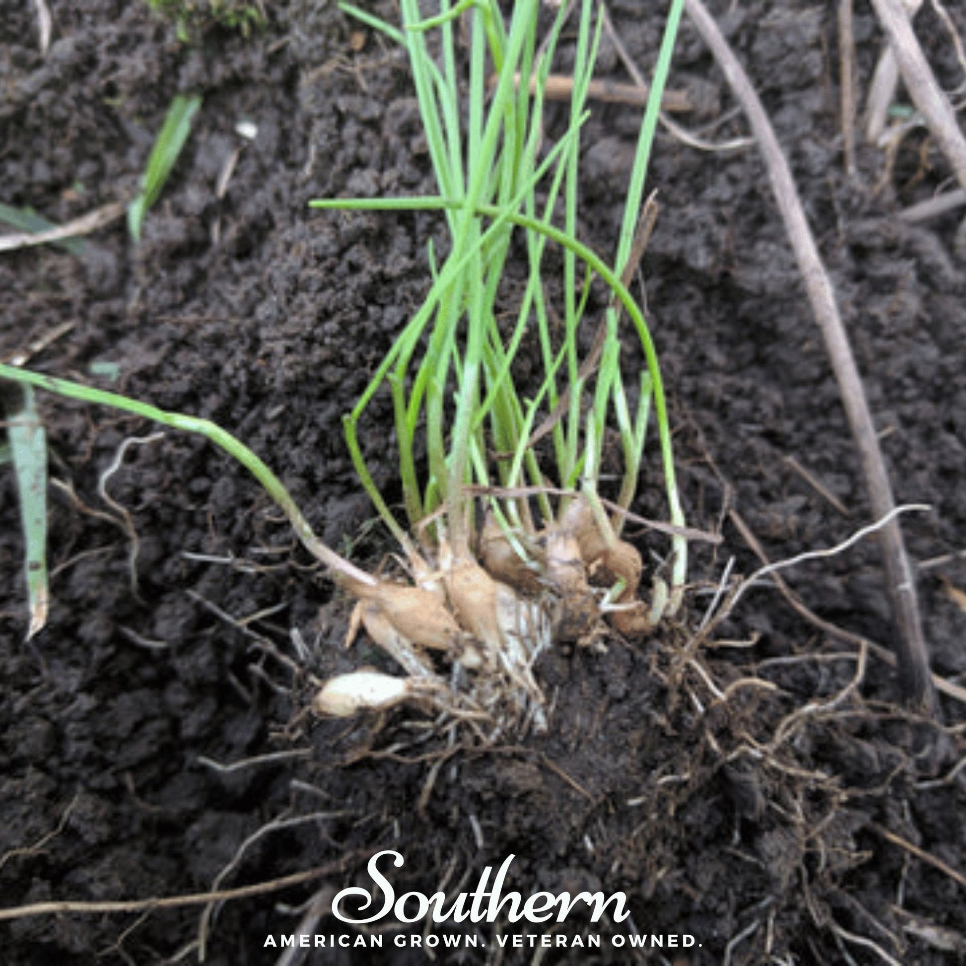Wild garlic seeds by Southern Seeds, showing 25 small seeds of Allium canadense on a neutral background.