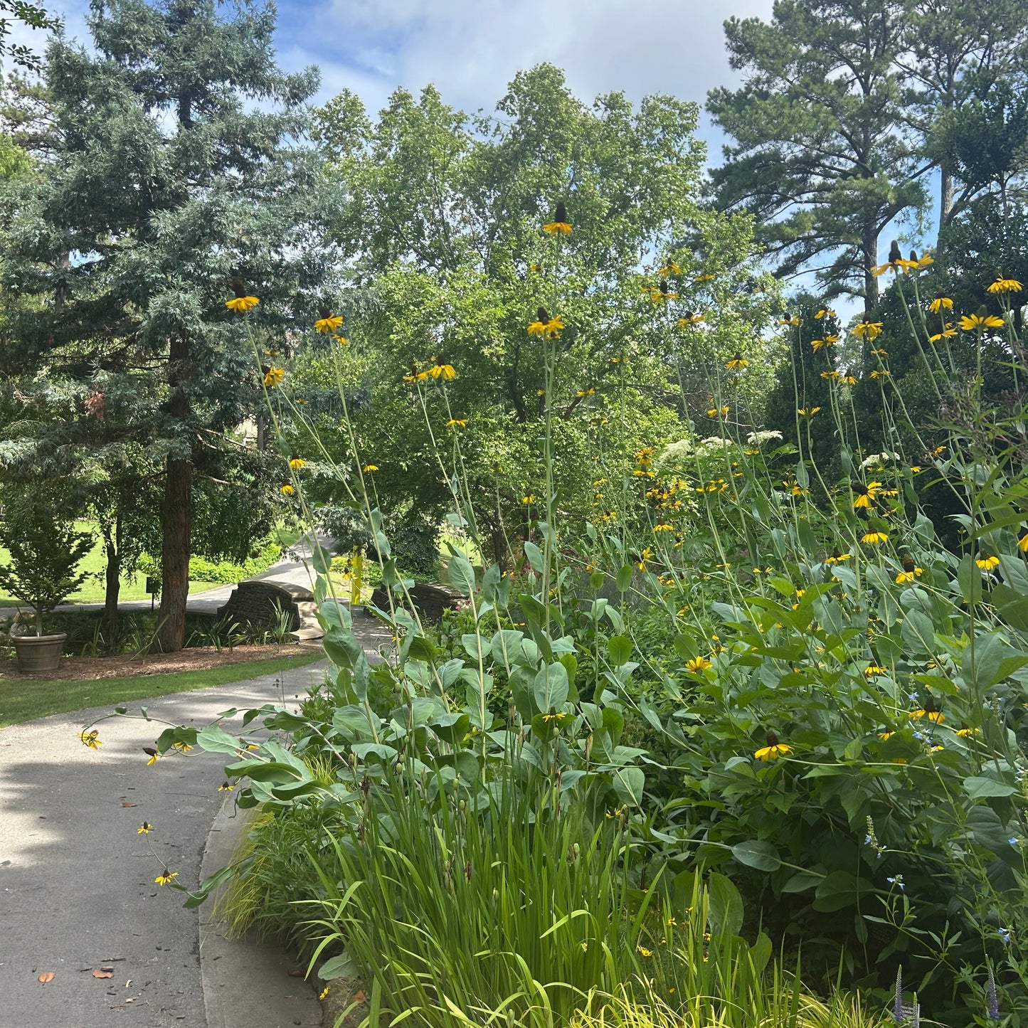 Giant Coneflower Live Plant – Rudbeckia maxima – Native Tall Pollinator Perennial