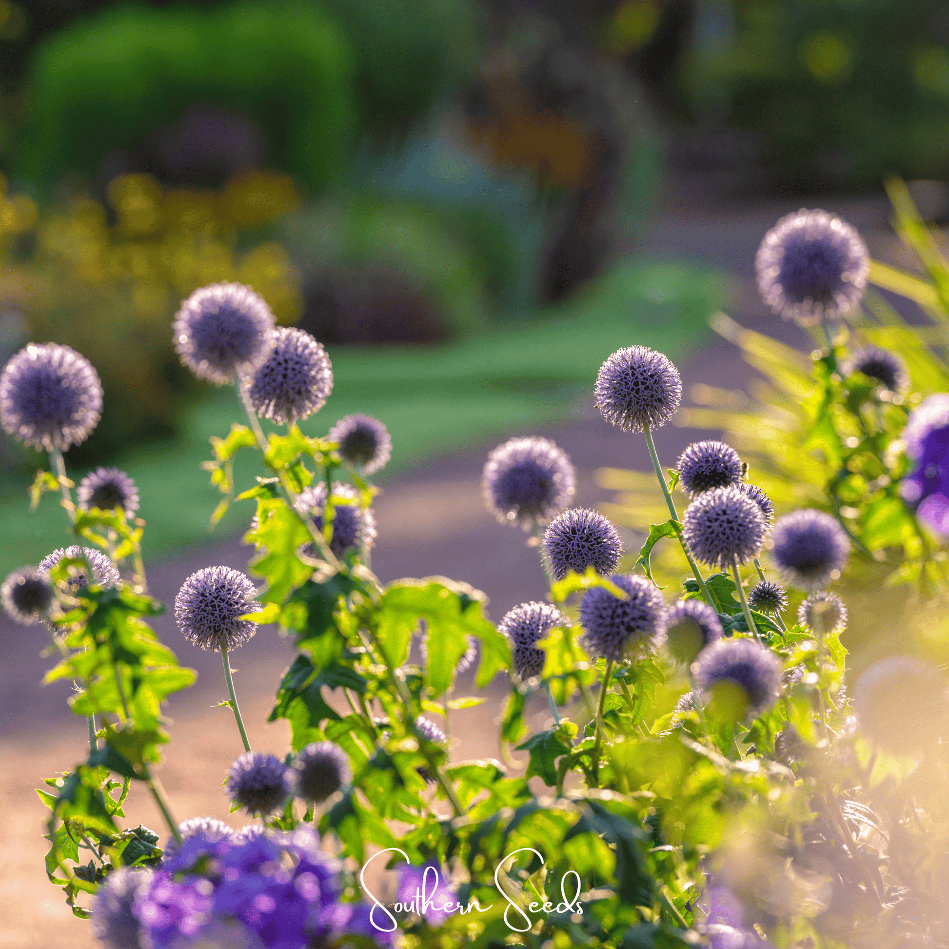 Southern Globe Thistle seeds from Southern Seeds, showing vibrant globe-shaped flower buds and green foliage.