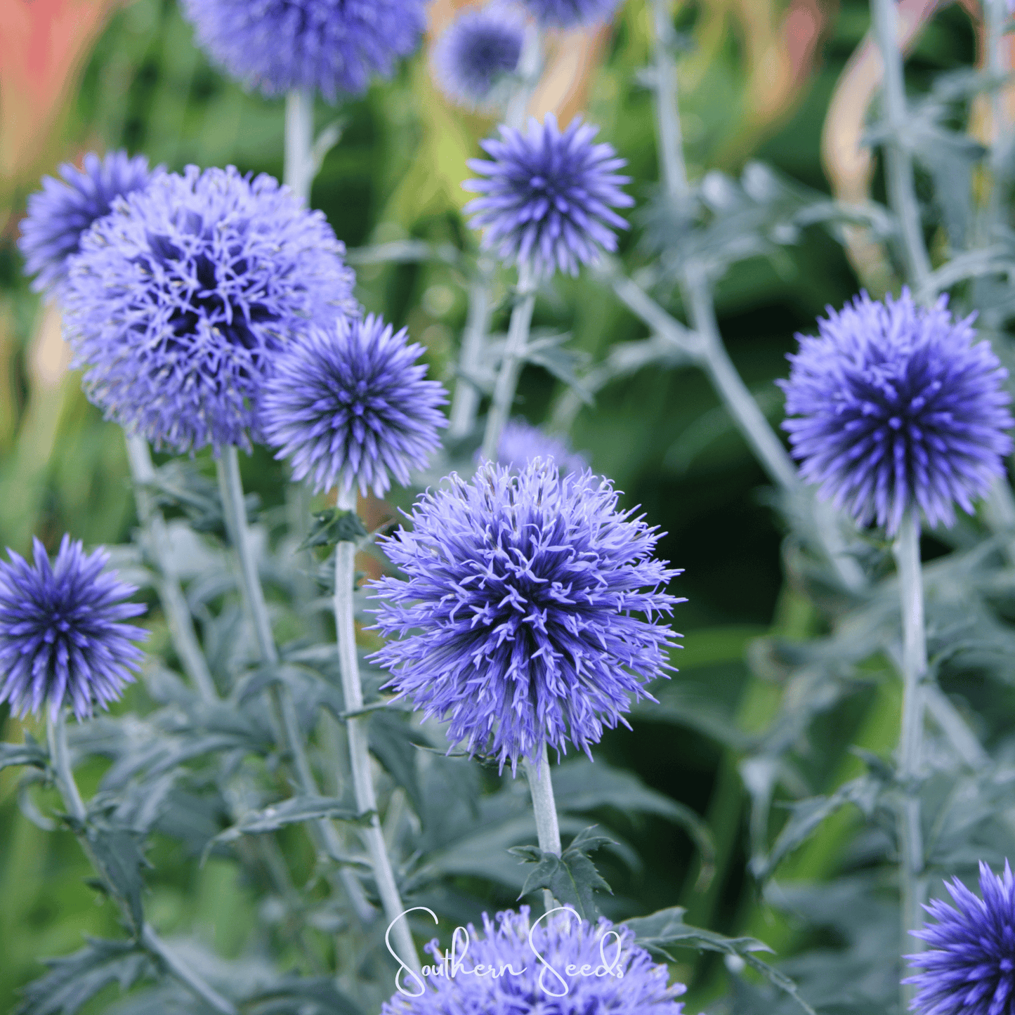 Southern Globe Thistle seeds from Southern Seeds, close-up of spiky globe-shaped flower head with green and purple hues.