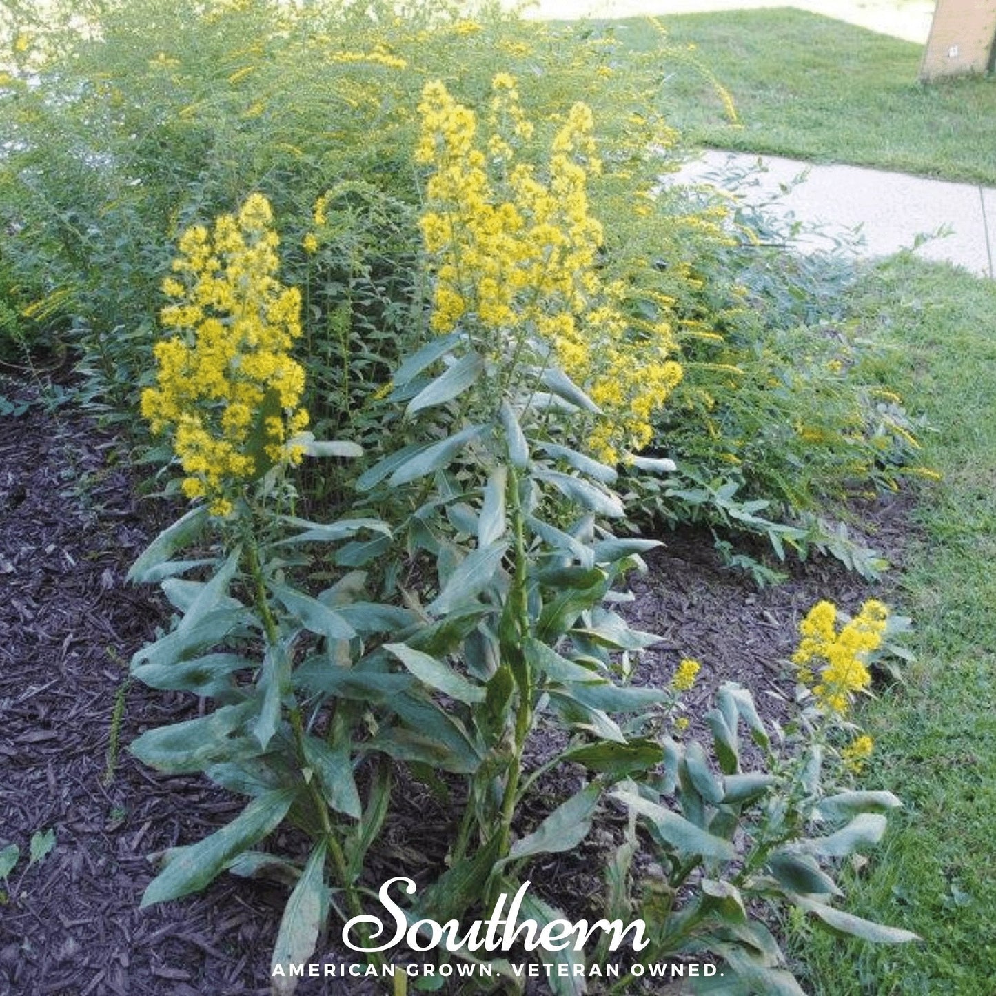 Showy Goldenrod flowers and seed heads from Southern Seeds, 100 seeds of Solidago speciosa, vibrant yellow wildflower for gardens.