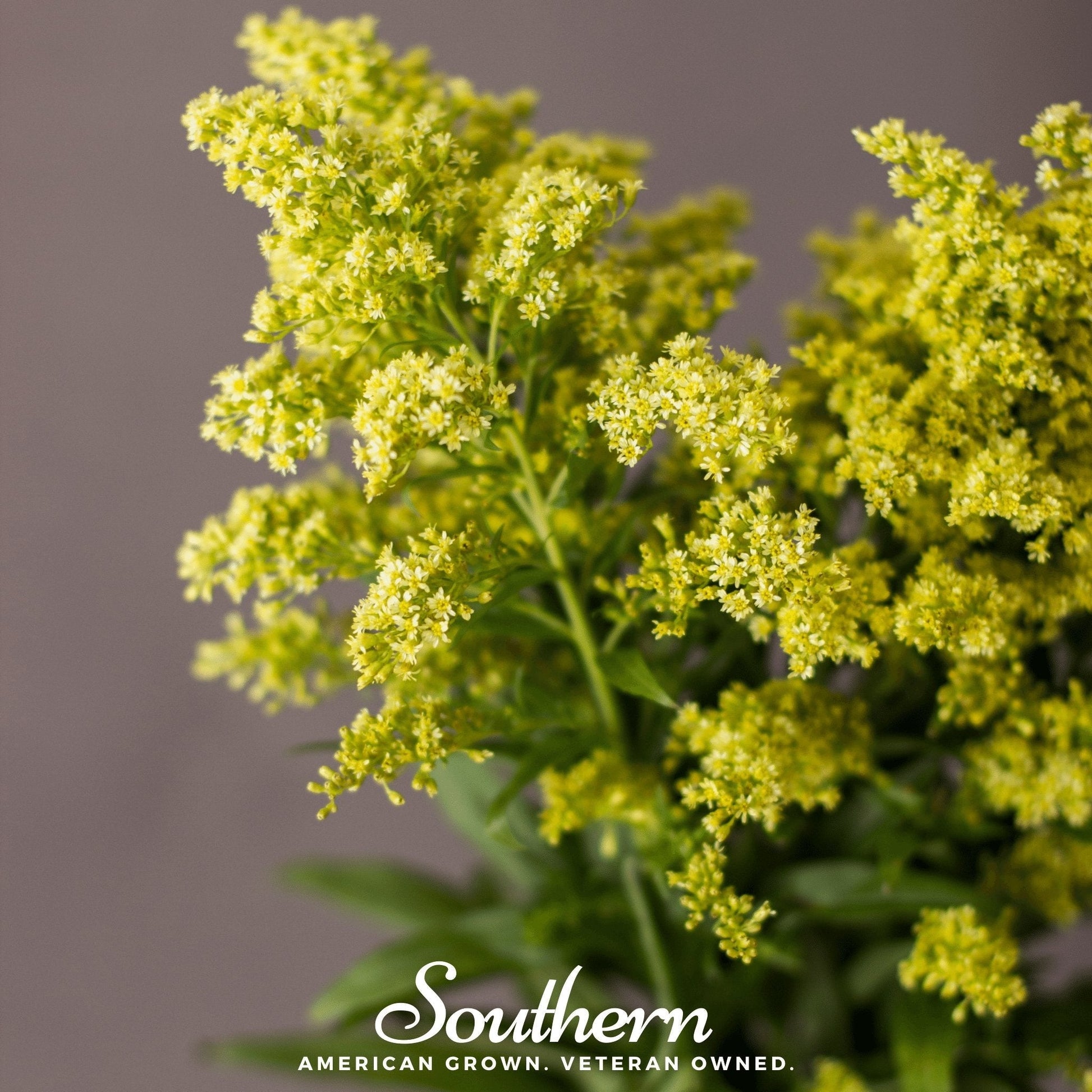Showy Goldenrod plant with vibrant yellow flowers, 100 seeds from Southern Seeds, showcasing the Solidago speciosa species.