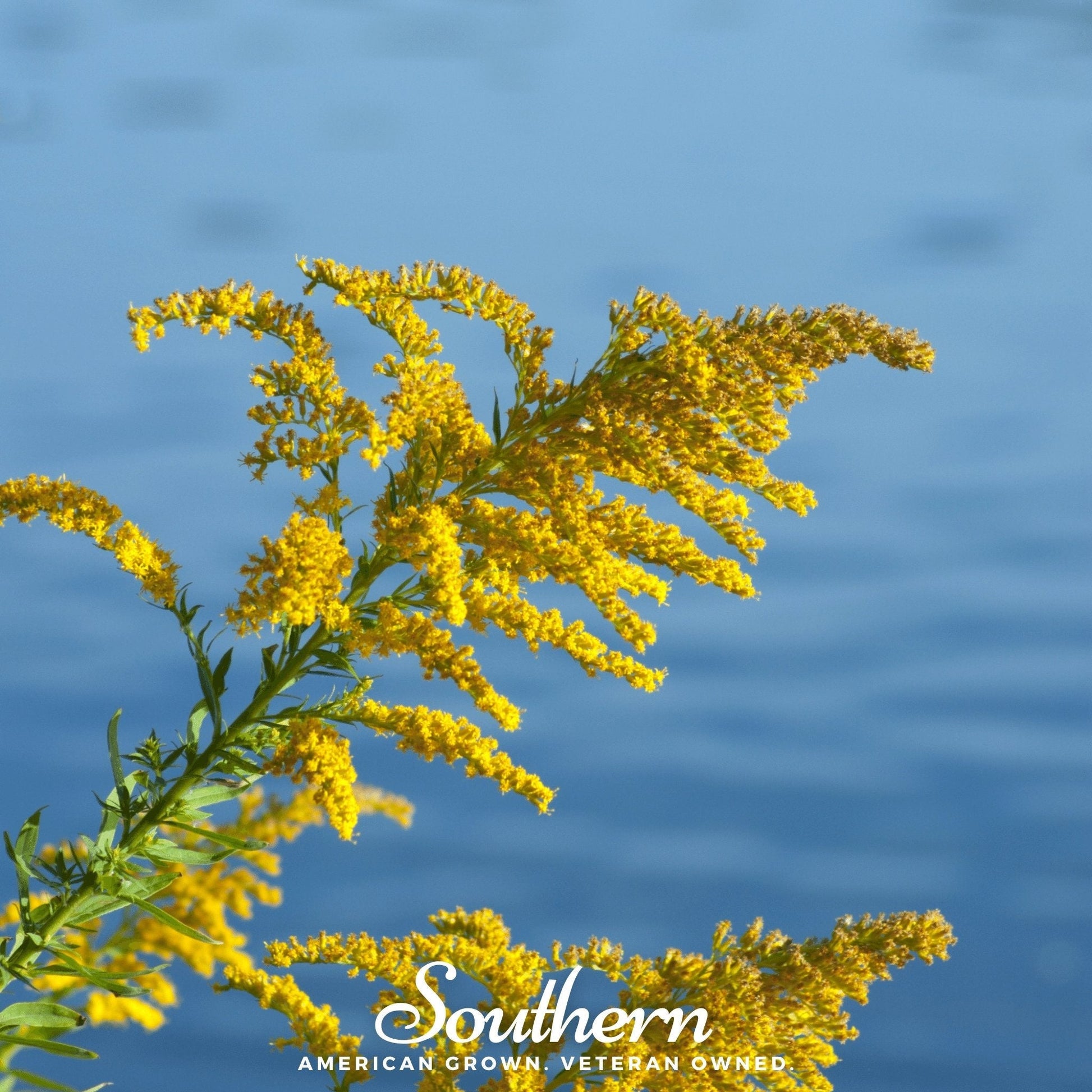 Showy Goldenrod plant with bright yellow flowers, 100 seeds from Southern Seeds, showcasing the vibrant flowering plant.