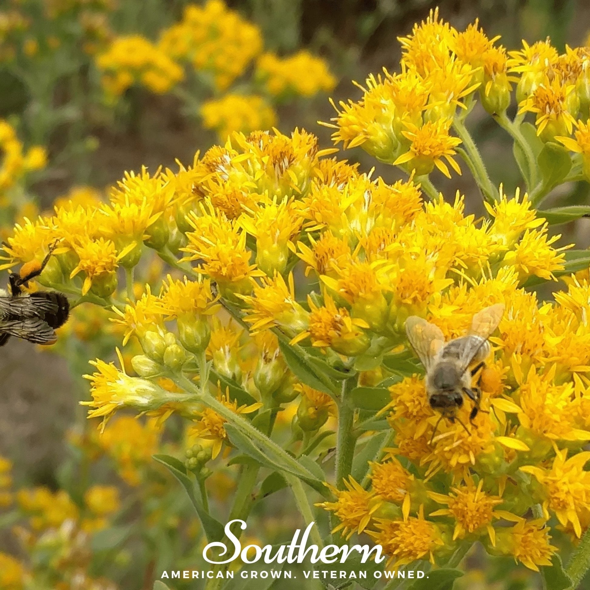 Stiff Goldenrod seeds from Southern Seeds, showing a close-up of goldenrod flower clusters and seed pods.