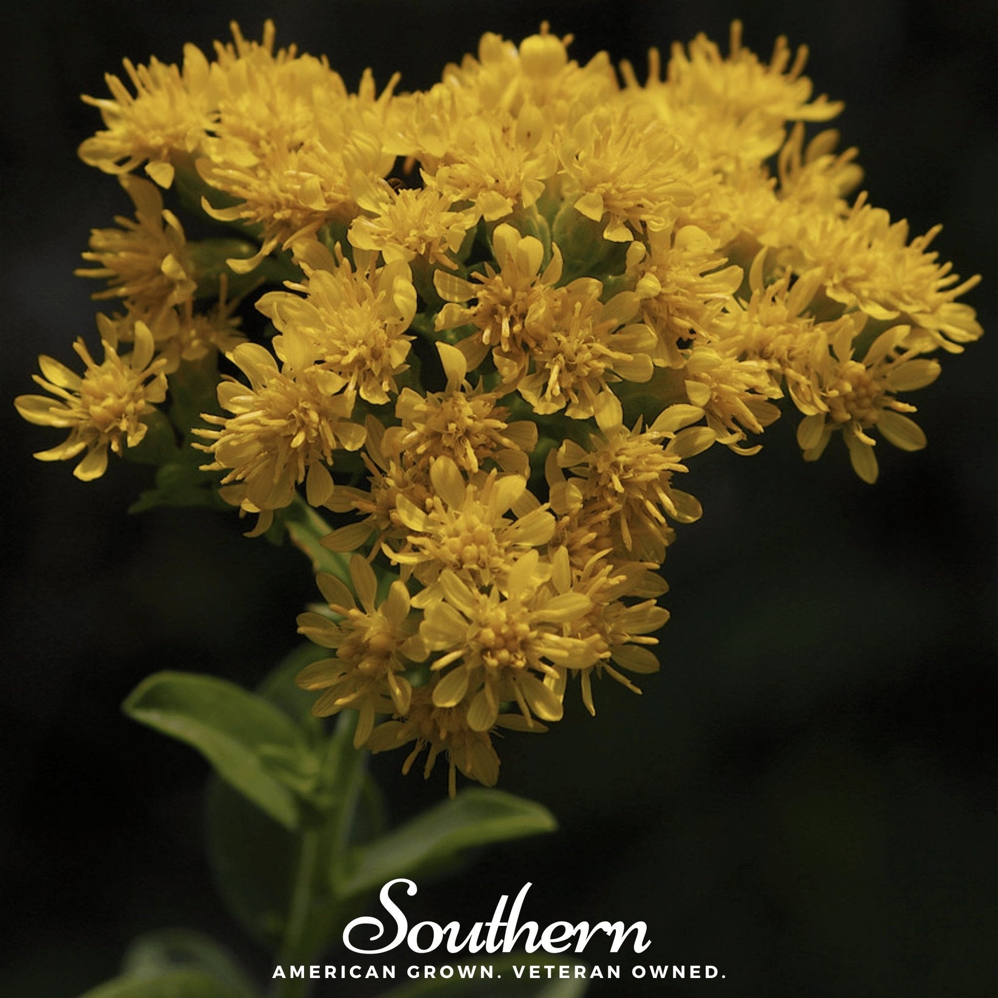 Goldenrod Stiff Seeds by Southern Seeds, showing 100 seeds of Solidago rigida, a tall yellow flowering plant.