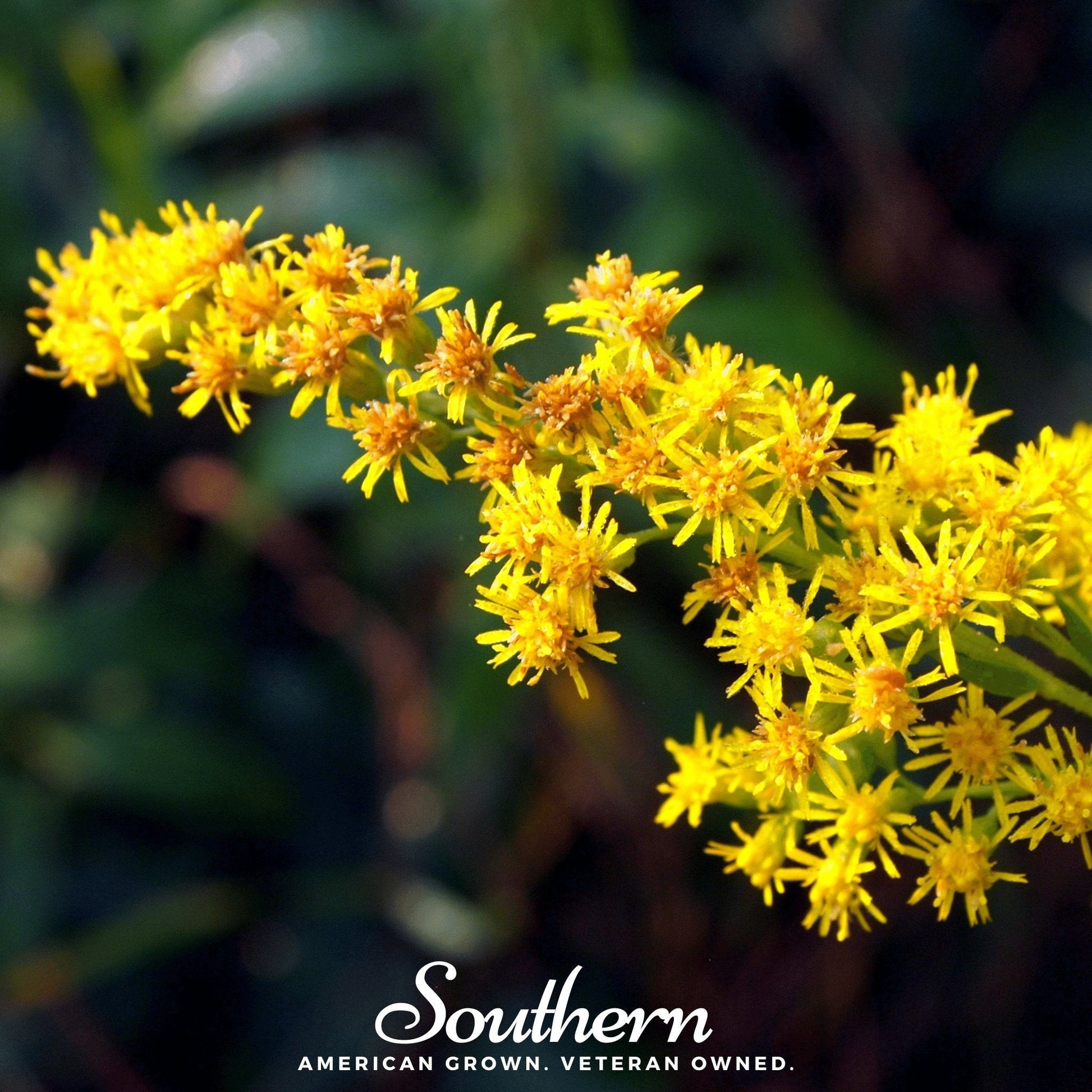 Stiff Goldenrod seeds from Southern Seeds, showing a close-up of yellow flower clusters and seed packets for planting.