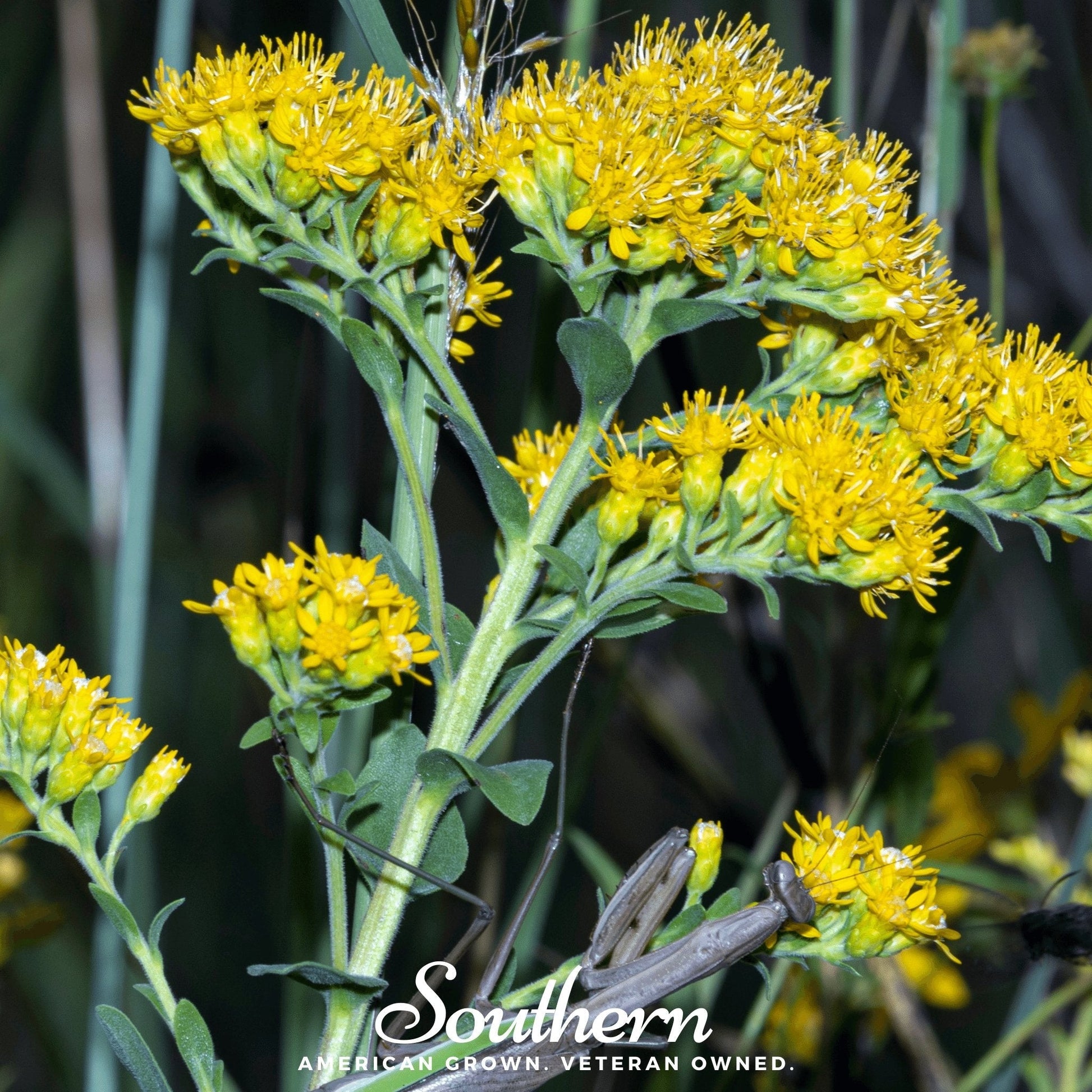 Stiff Goldenrod seeds from Southern Seeds, showing a close-up of golden-yellow flower clusters on tall stems.