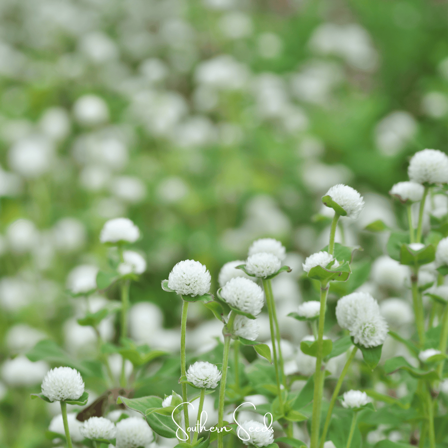 White Globosa Gomphrena seeds from Southern Seeds, 50-pack, showing small white seed grains on a white background.