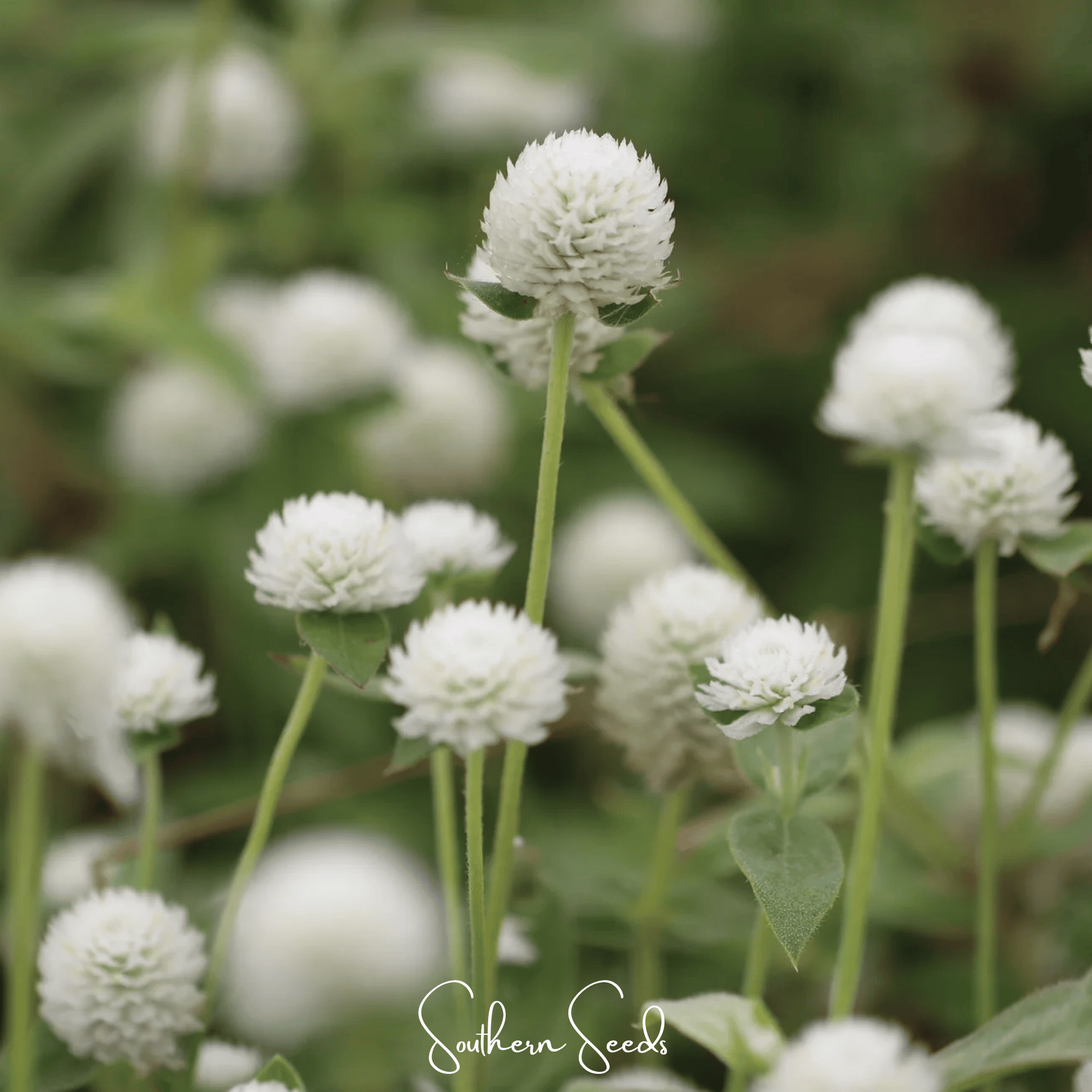 White Globosa Gomphrena seed packet from Southern Seeds, featuring 50 seeds of the vibrant, white-flowered annual plant.