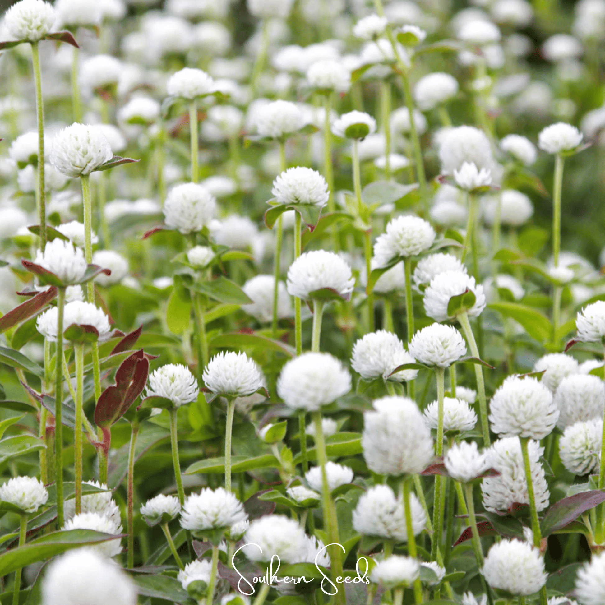 White Globosa Gomphrena seeds from Southern Seeds, small white flower seeds for garden planting and landscape decoration.