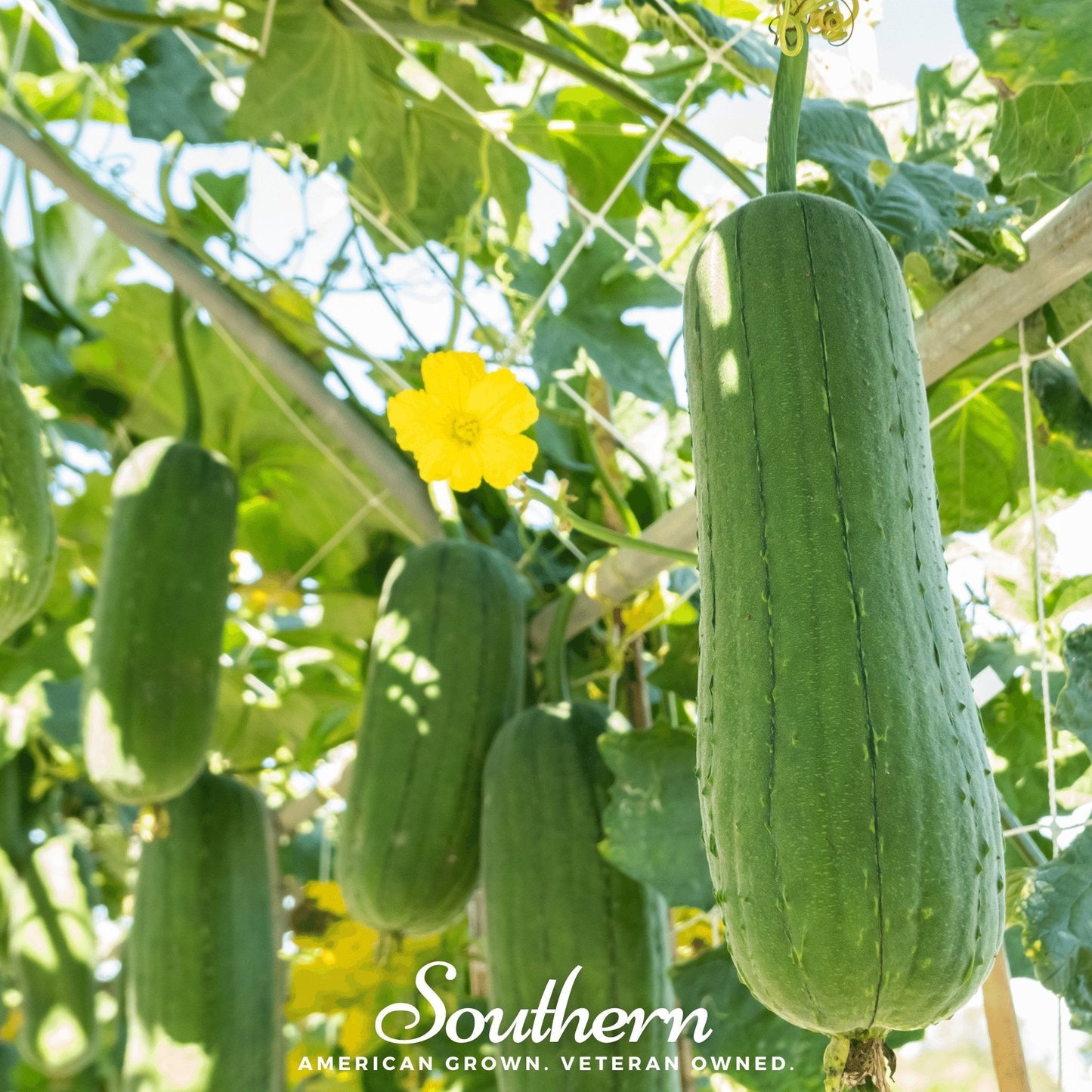 Luffa Gourd (Luffa cylindrica) 20 seeds from Southern Seeds, fresh and viable for gardening and harvesting sponges.