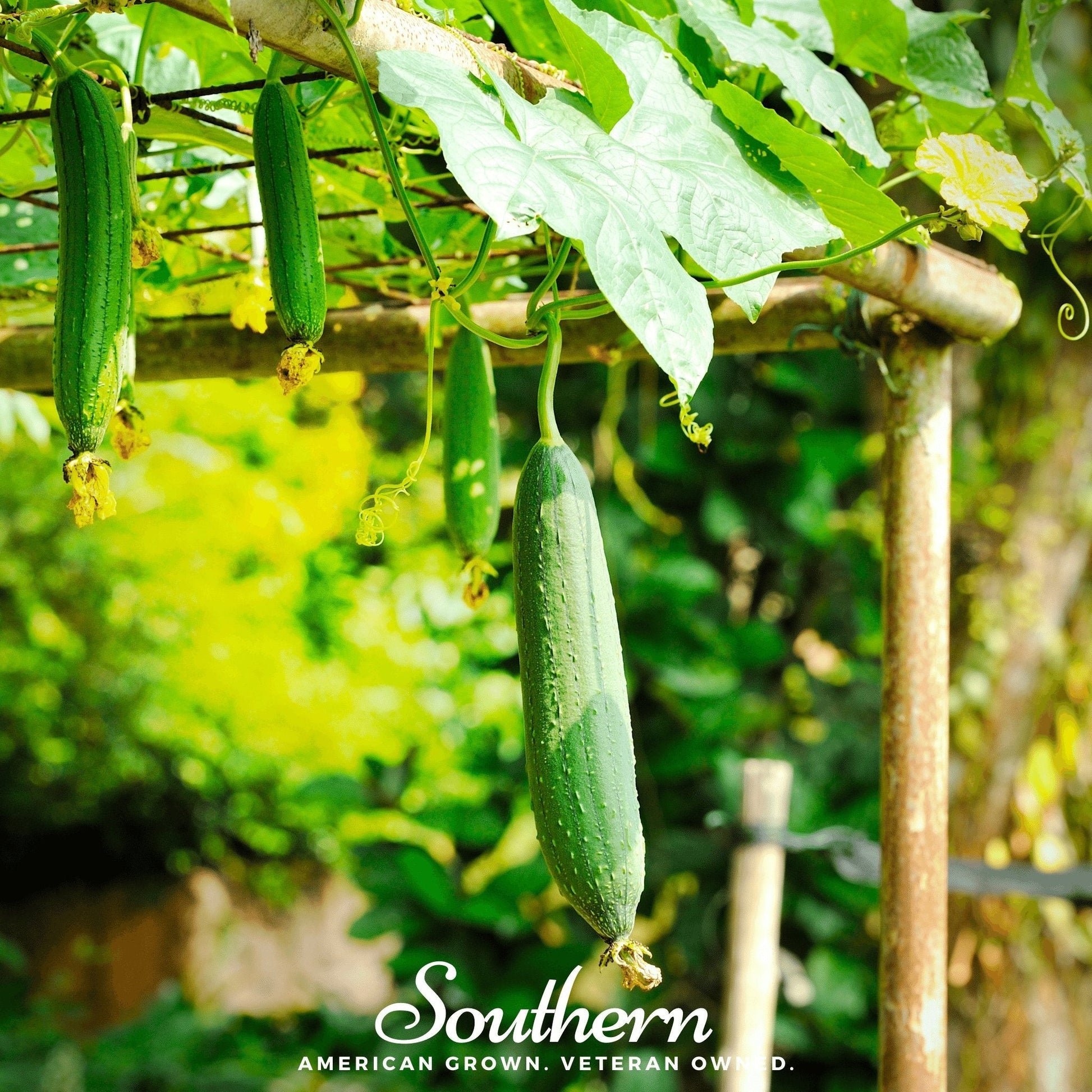 Luffa Gourd plant with mature luffa sponges, 20 seeds from Southern Seeds, showing the green gourds and leafy vine.