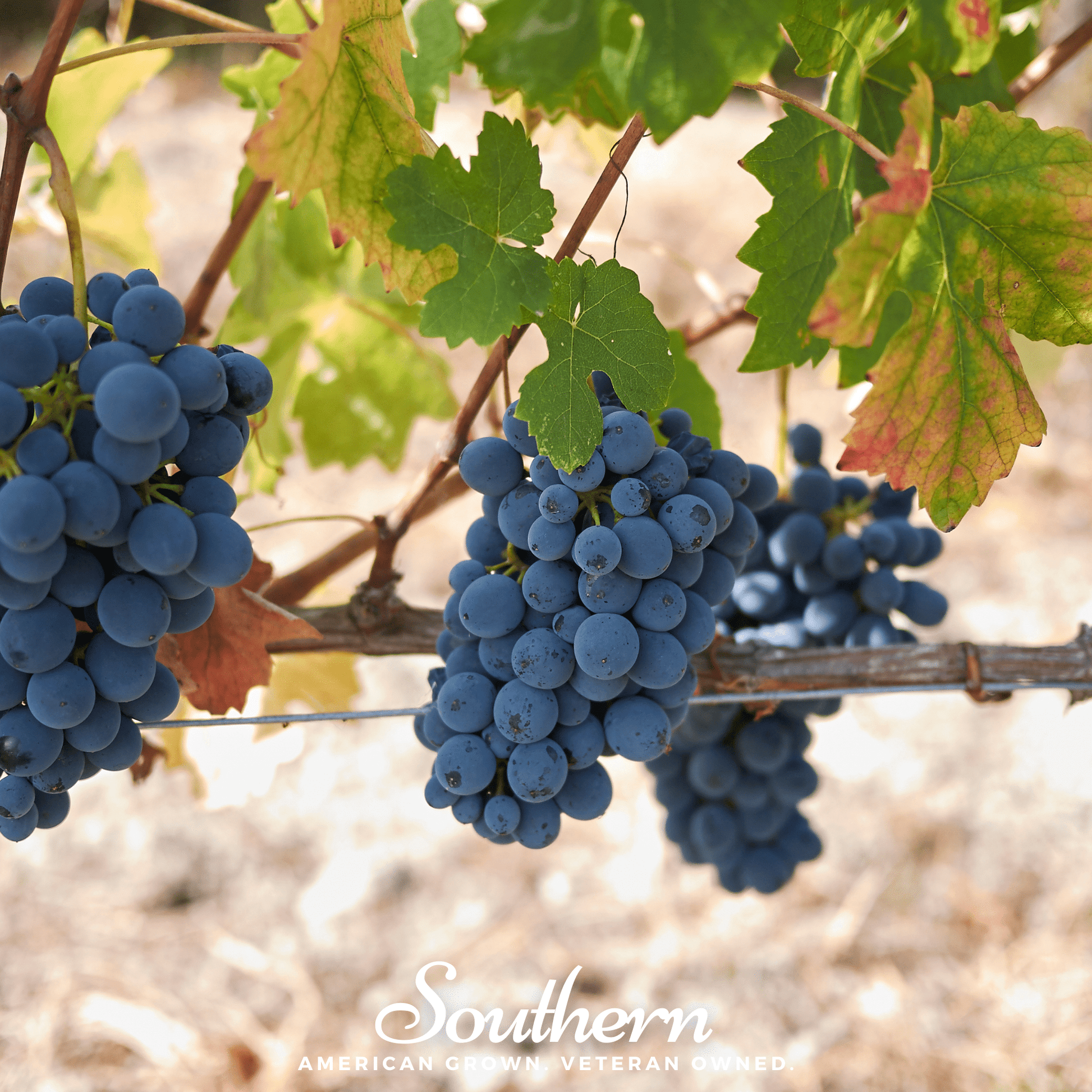 Wine grape seeds from Southern Seeds, Vitis vinifera variety, shown in a close-up image of grape seeds.