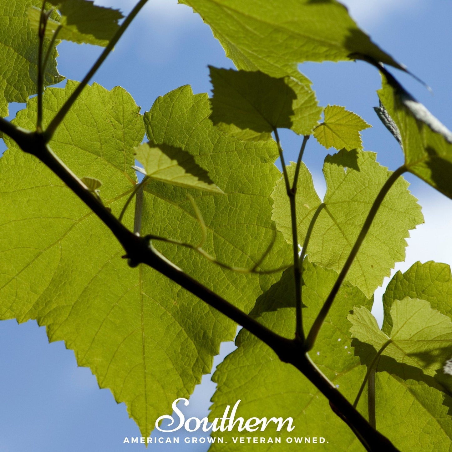 Wine grape seeds from Southern Seeds, Vitis vinifera variety, shown in a close-up image of fresh grape cluster with seeds.