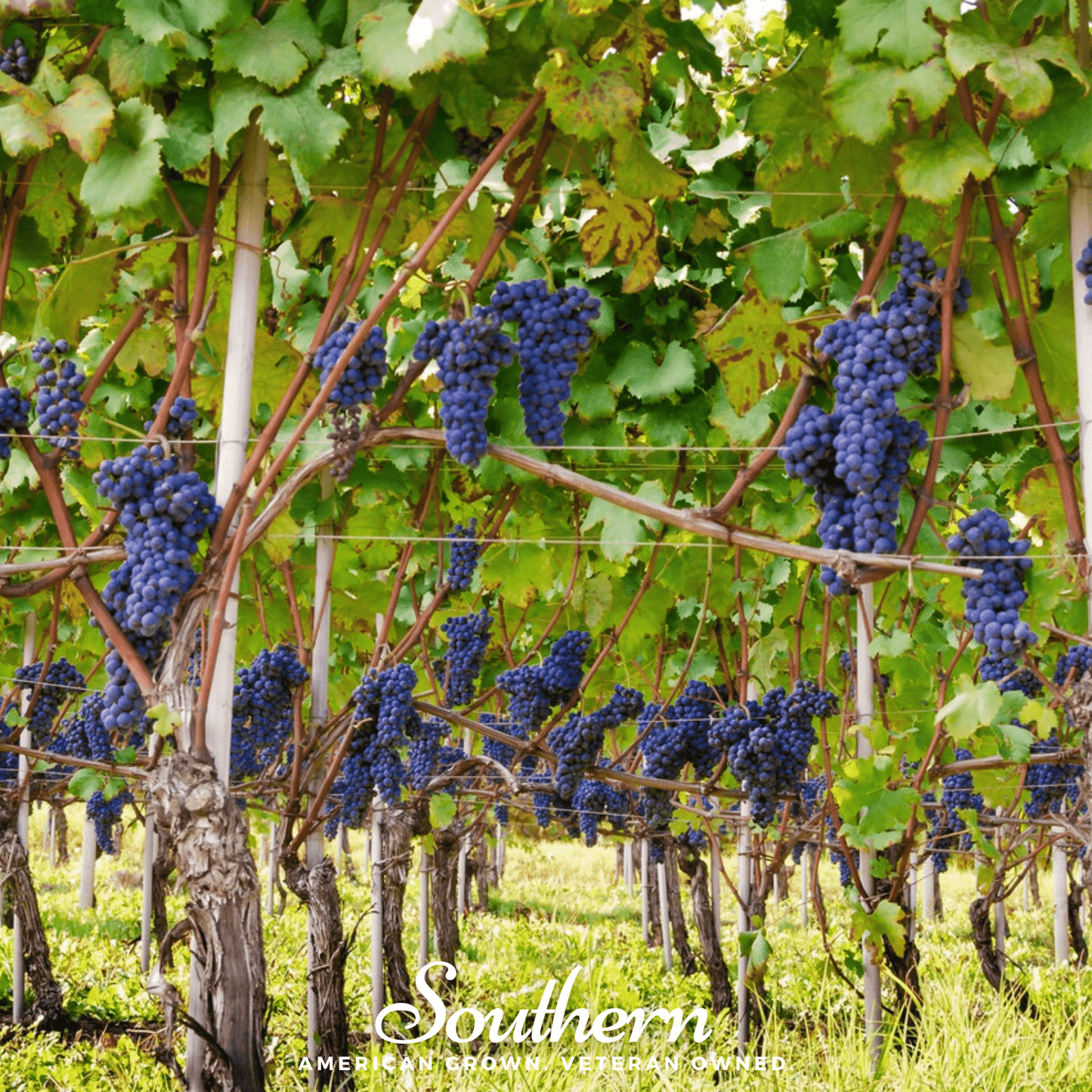 Wine grapes Vitis vinifera seeds from Southern Seeds, showing 35 grape seeds for planting or cultivation.