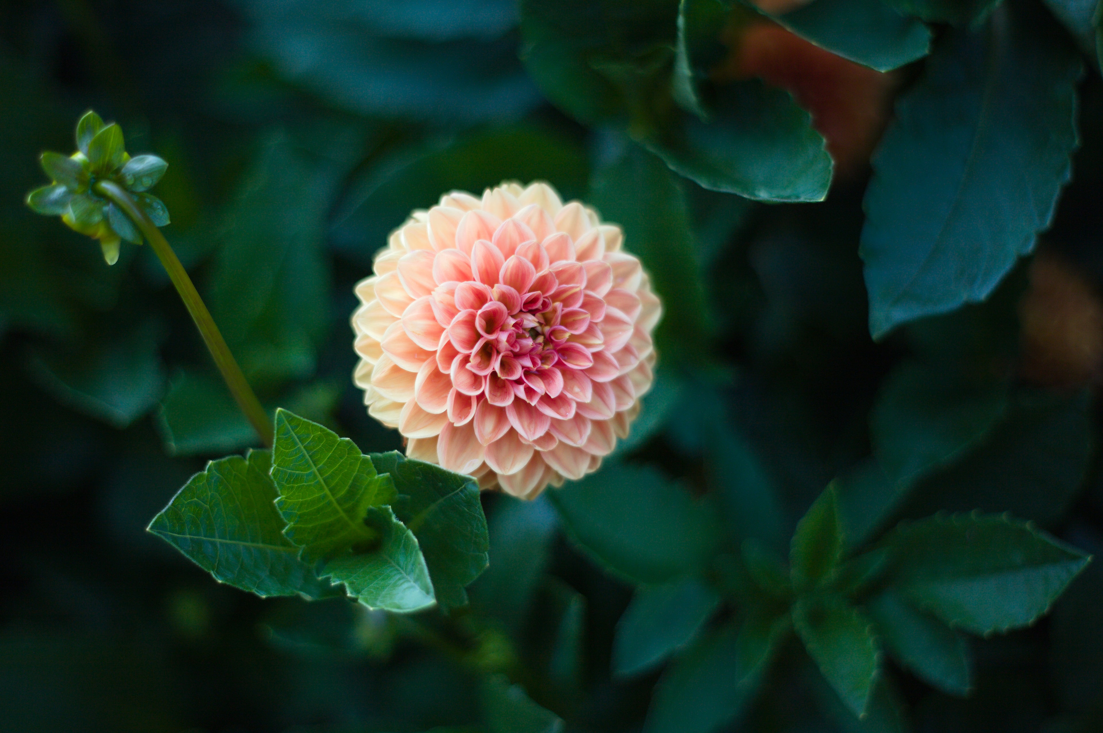 A close-up of a pink and peach dahlia flower with symmetrical, layered petals, surrounded by lush green leaves. The background is softly blurred, highlighting the flowers intricate texture and vibrant colors.