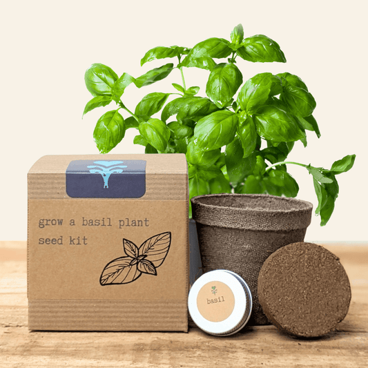 Grow a basil plant with Plantflix herb seed kit, featuring basil seeds, soil, and planting instructions for fresh herbs.