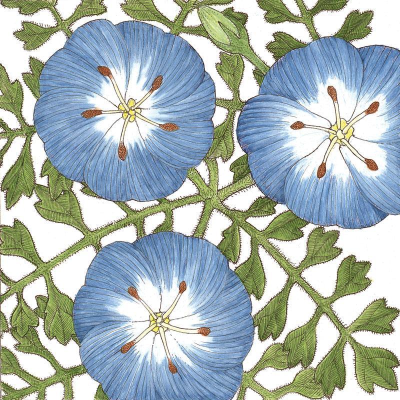 Baby Blue Eyes flower seeds by Grow Organic, showing a close-up of vibrant blue blooms and green foliage.