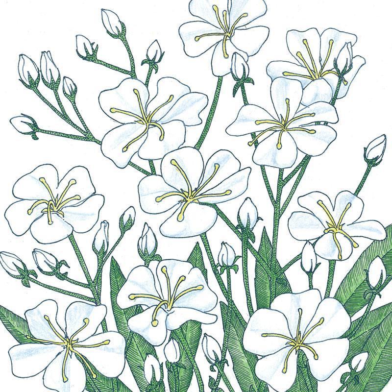 Baby's Breath flower seeds from Grow Organic, 1/4 lb, showing small seed packets with delicate white flower illustrations