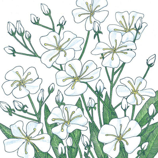 Baby's Breath flower seeds from Grow Organic, 1/4 lb, showing small seed packets with delicate white flower illustrations