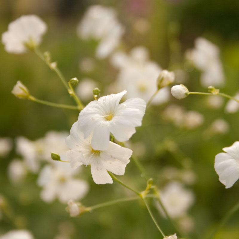 Grow Organic Baby's Breath flower seeds, 1/4 lb packet, showing vibrant white blossoms and green foliage.